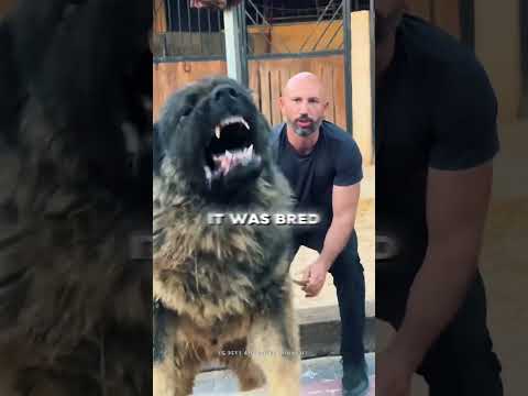 Can The Kangal Beat The Powerful Caucasian Shepherd?