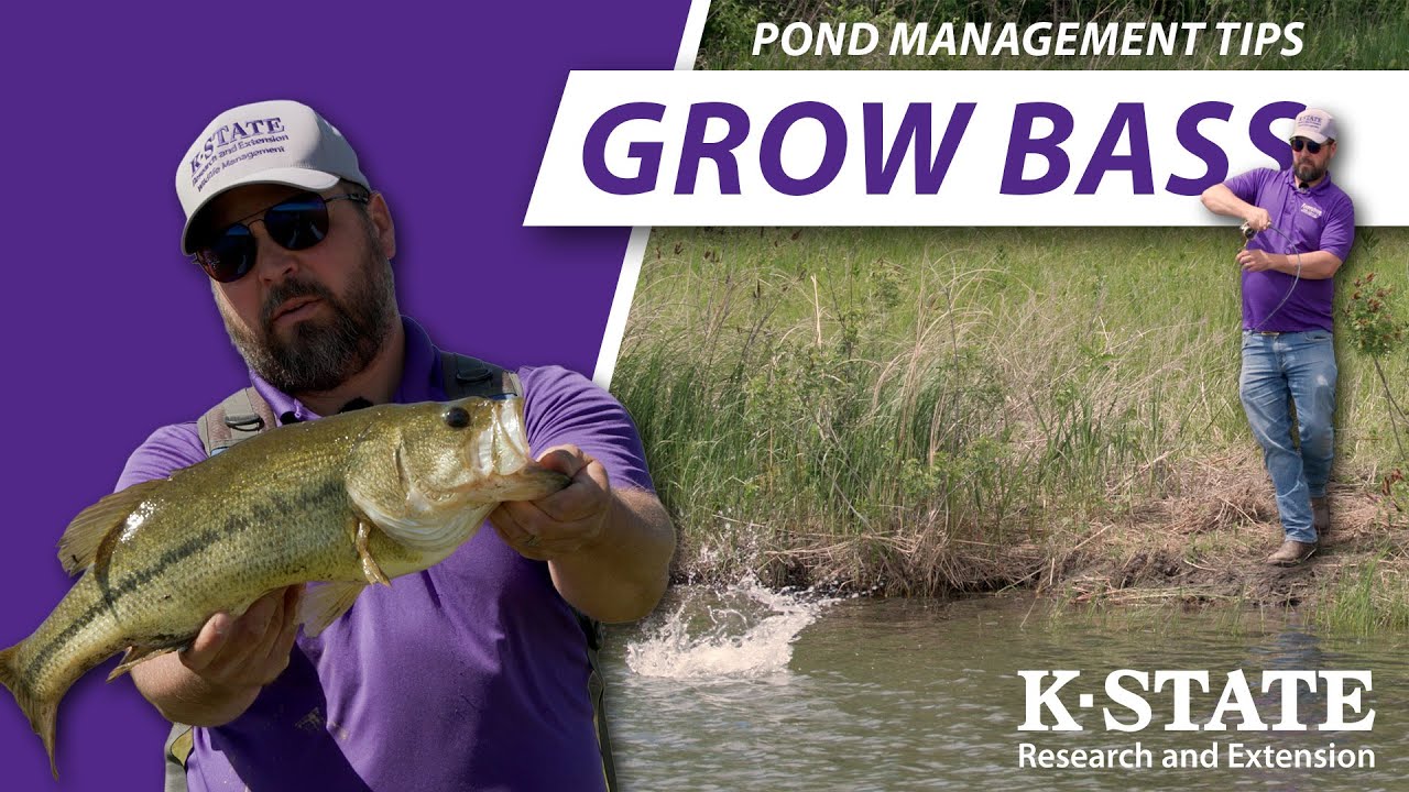 How YOU can optimize your pond for big bass! | K-State Research and Extension Guides