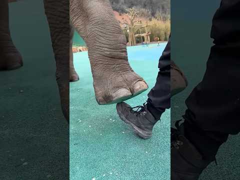 اراد ان يجرب قوة الفيل لكنه ندم