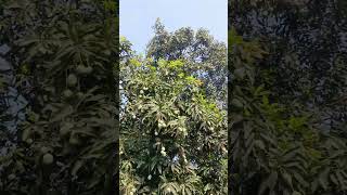 Mango Ptc angul