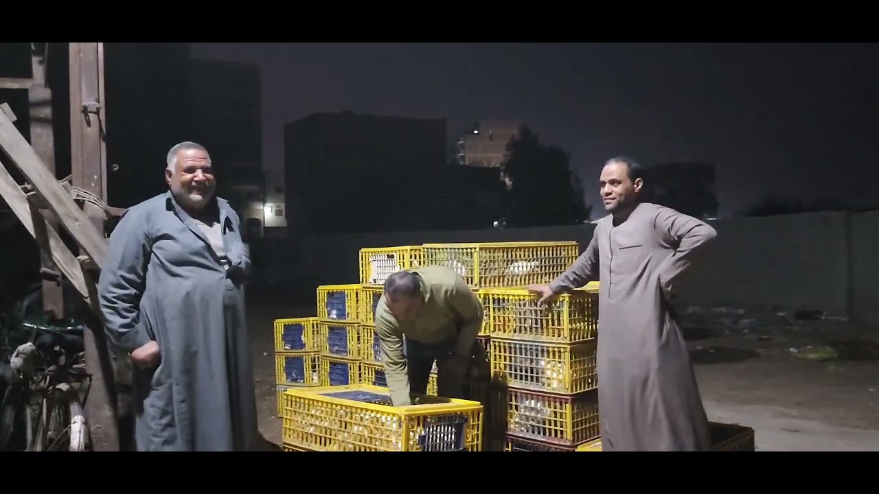 حال تجار الفراخ بعد التلاعب فى الأسعار وكذالك المطلوب معاهم وجو السوق