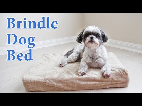 brindle-solid-memory-foam-orthopedic-dog-bed-review.-our-shih-tzu-loves-it.