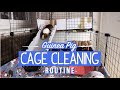 UPDATED! Guinea Pig Cage Cleaning Routine