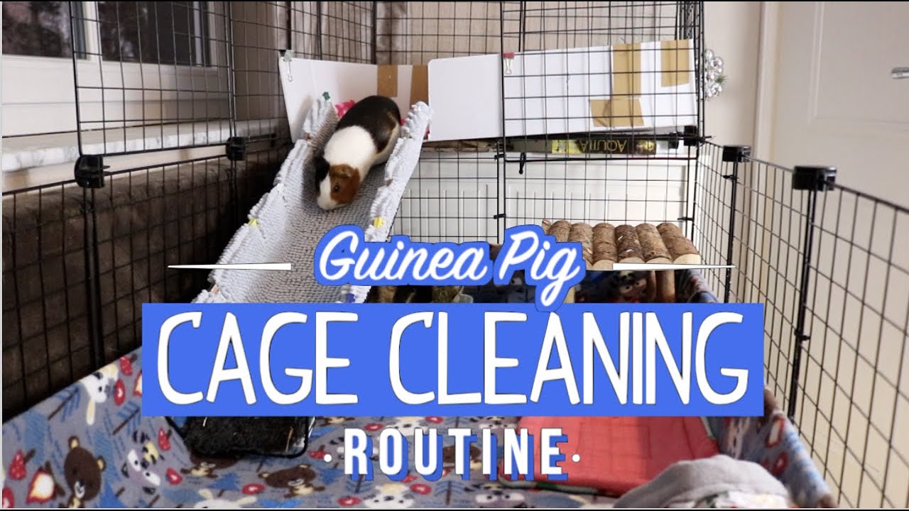 guinea pig cage cleaning routine