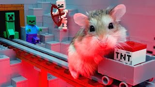 Top 5 TREASURE HUNT stories with real life pet HAMSTERS