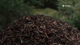 From Waste to Fertilizer: My 30-Day Composting Journey | Beginner’s Guide to Composting at Home