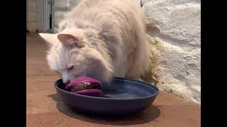 Fat Cat? Exercise by Eating by Jeff Nichol, DVM 271 views 1 year ago 35 seconds