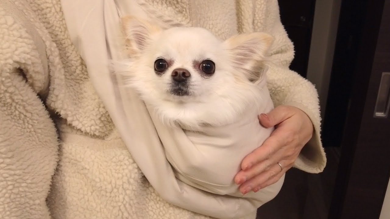 スリングに喜んで入り飼い主のウォーキングについていく箱入り娘チワワ