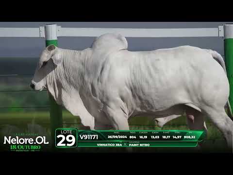 LOTE 29