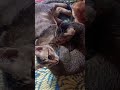 #cat #cutecat Kids kitten Sleeping 😴 #ytshort #shorts