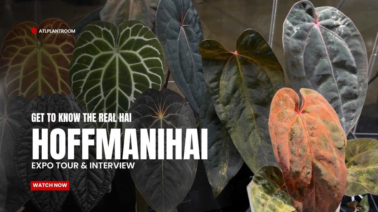 Познакомьтесь с вьетнамским производителем, поставляющим редкие антуриумы по всему миру.