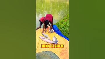 Catching Fish by Lifting Net from Small Village Pond #Shorts