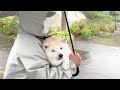 台風と柴犬と心優しき巨神兵執事