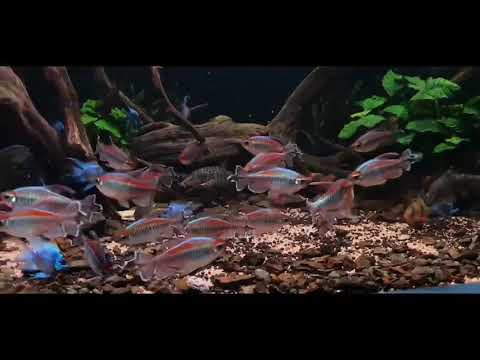 Video Congo Tetra Fish - youtube