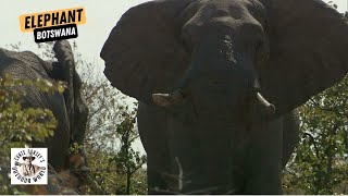 PH's Son Hunts a Mammoth Elephant