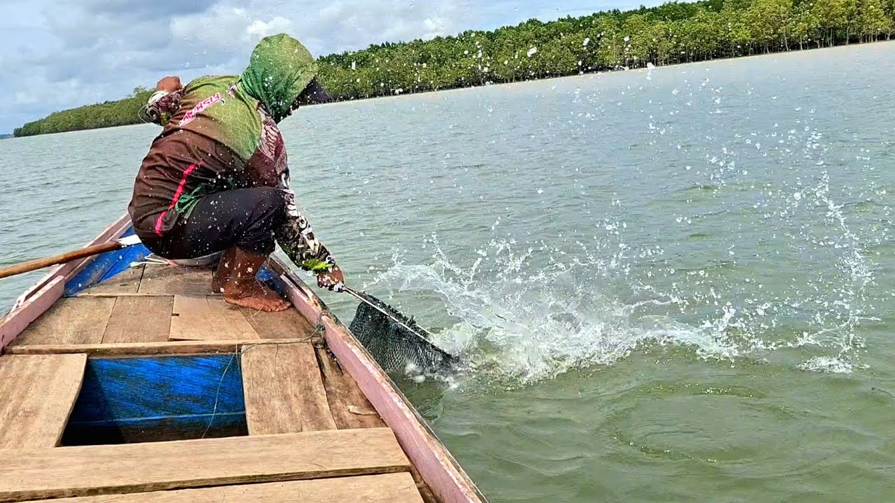 GANAS-GANAS IKAN NYA HARI INI, DI MUARA BERAU UMPAN UDANG HIDUP