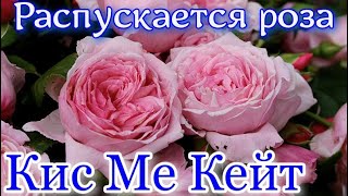 Как распускается роза Кис Ми Кейт - Kiss me Kate (W. Kordes & Sons Германия, 2005)