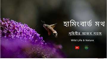 Moths in Motion: The Hummingbird Hawk-Moth Experience. Wild Life & Nature.