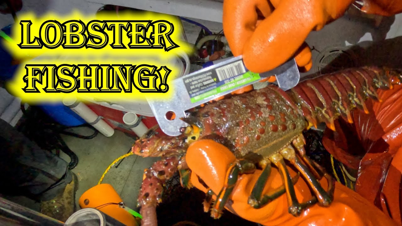 Lobster Fishing in San Diego 2023 (San Diego Fishing) 