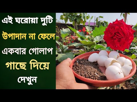 ভিডিও: গোলাপ খাদ: এটা কি, রচনা, প্রয়োগ