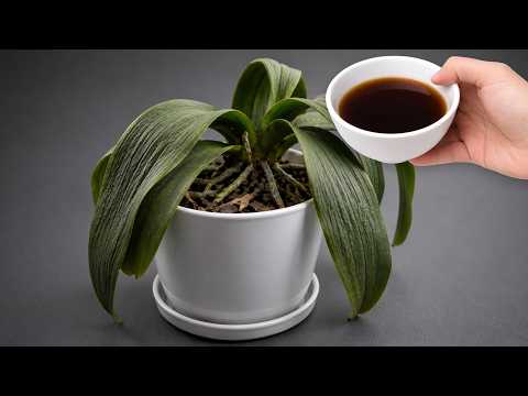 Video NEVER FAIL! 100% Effective Method to Revive Dying Orchids at Home