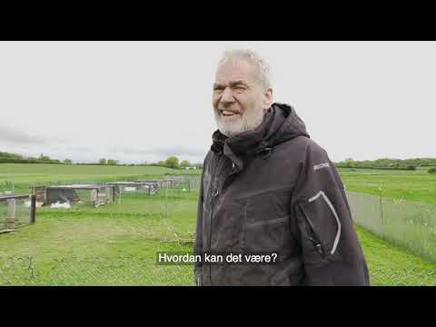 Video: Vil kaniner spise astroturf?