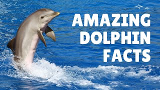 Dolphins Use their Noses to Kill Sharks🐬  | Fascinating Dolphin Facts You Need to Know! 🌊