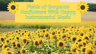 Fields of Gorgeous Sunflowers With Happy Instrumental Music screenshot 5