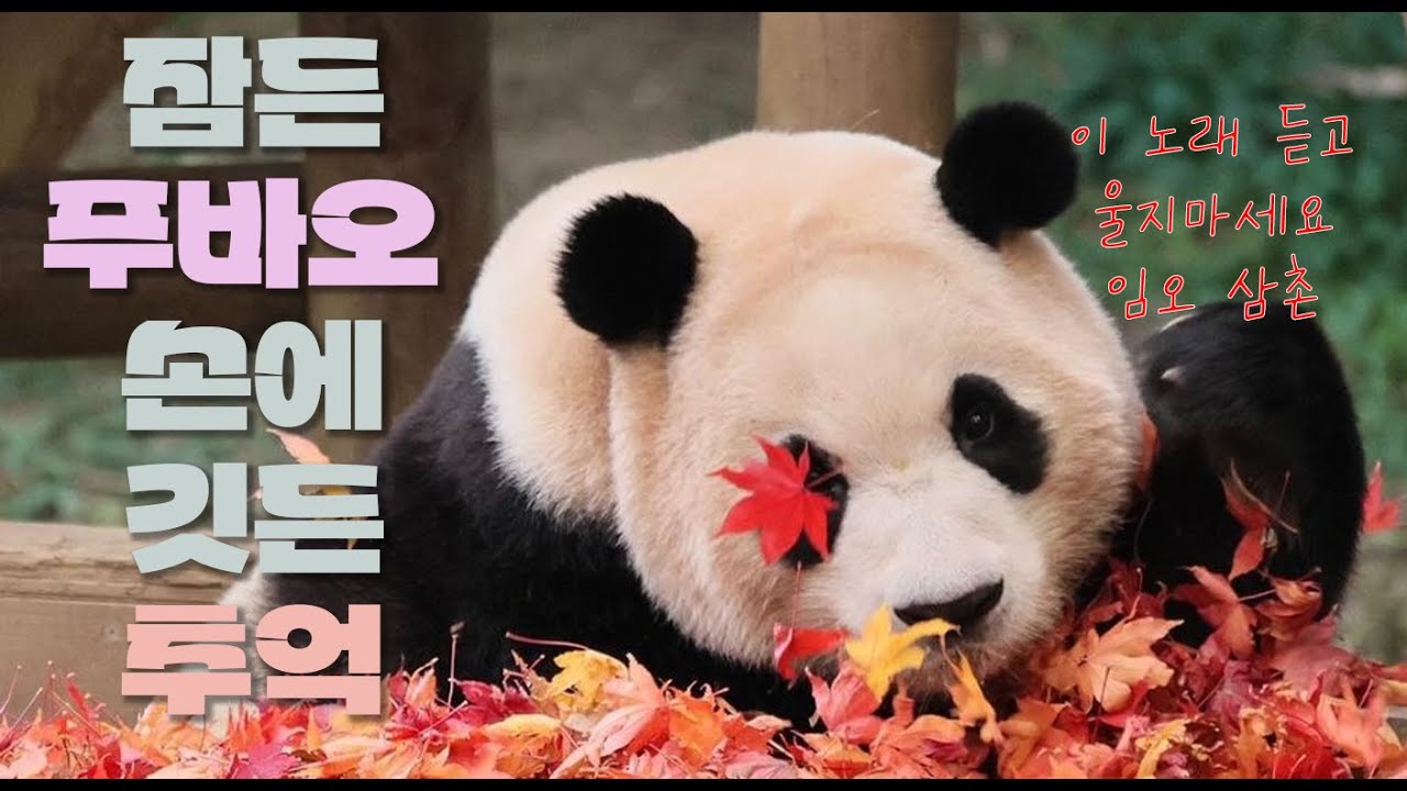 잠든 푸바오 손에 깃든 추억 푸바오 노래_자막버젼  Memories nestled in Fubao's sleeping hand Fubao's Song