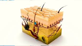 FAHAMU KUHUSU UGONJWA WA PUMU YA NGOZI