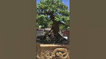 Cây khế vô đối tại triển lãm Tuy Phước 2023