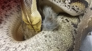 Sarawak shorttail python