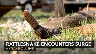 Danger In The Dirt Rattlesnake Encounters Surge A Ktla Original