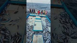 Fish Harvest #fishing #fishingvideo #tuna