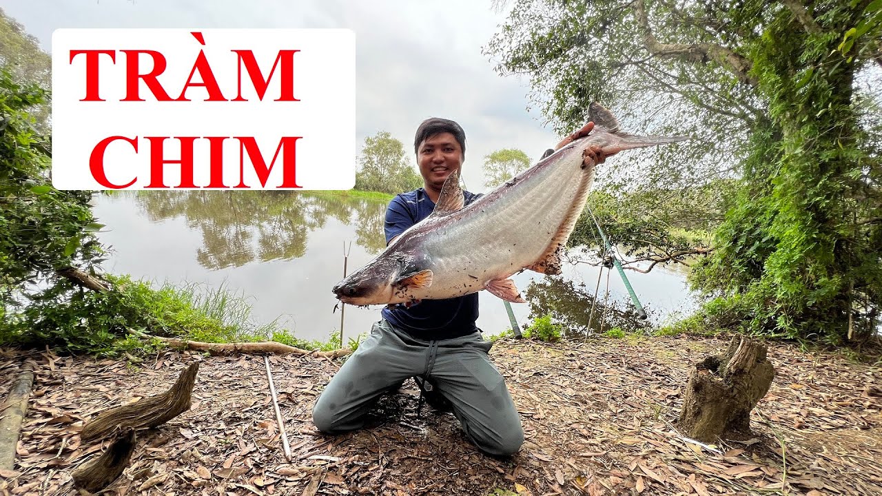 CÂU CÁ TRA RỪNG TRÀM CHIM, NƠI CẤT GIẤU RẤT NHIỀU CON CÁ TRA KHỦNG LỒ ...