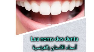 تعلم أسماء الأسنان بالفرنسية