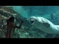 名古屋港水族館 ♀ベルーガ ナナ 九歳の誕生日 スペシャルトレーニング完全版 2016/07/25