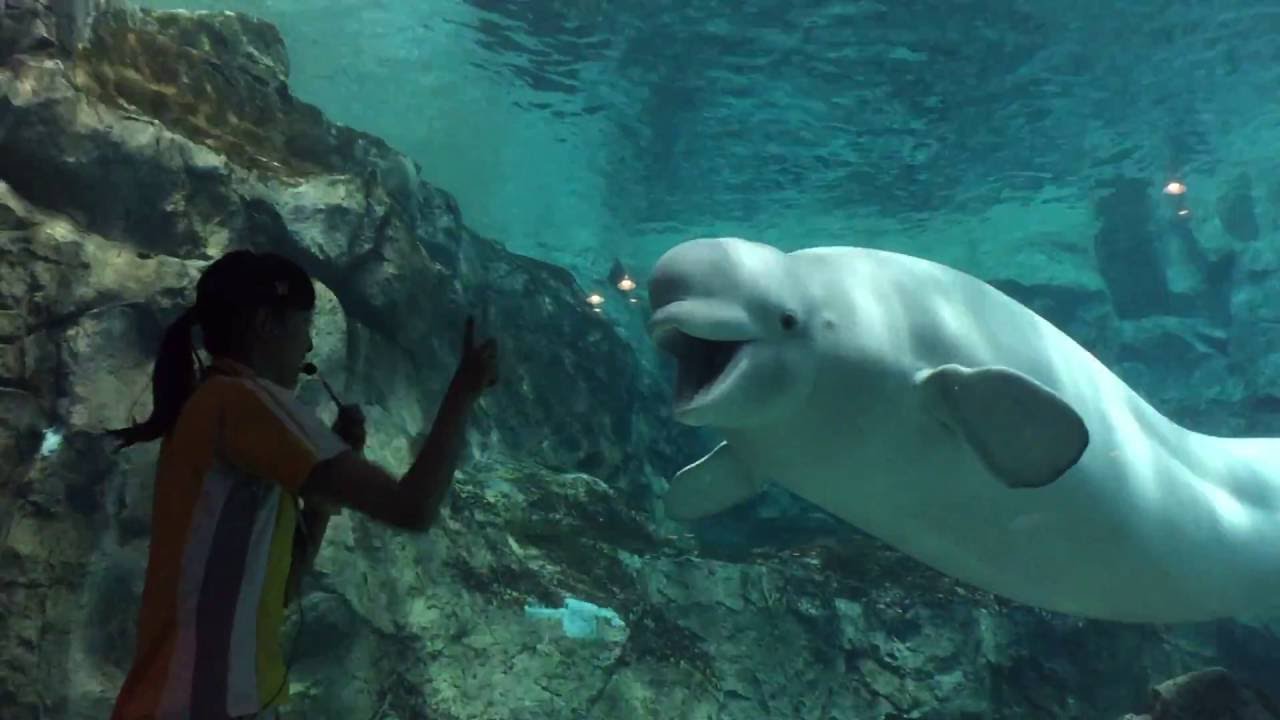 名古屋港水族館 ♀ベルーガ ナナ 九歳の誕生日 スペシャルトレーニング完全版 2016/07/25