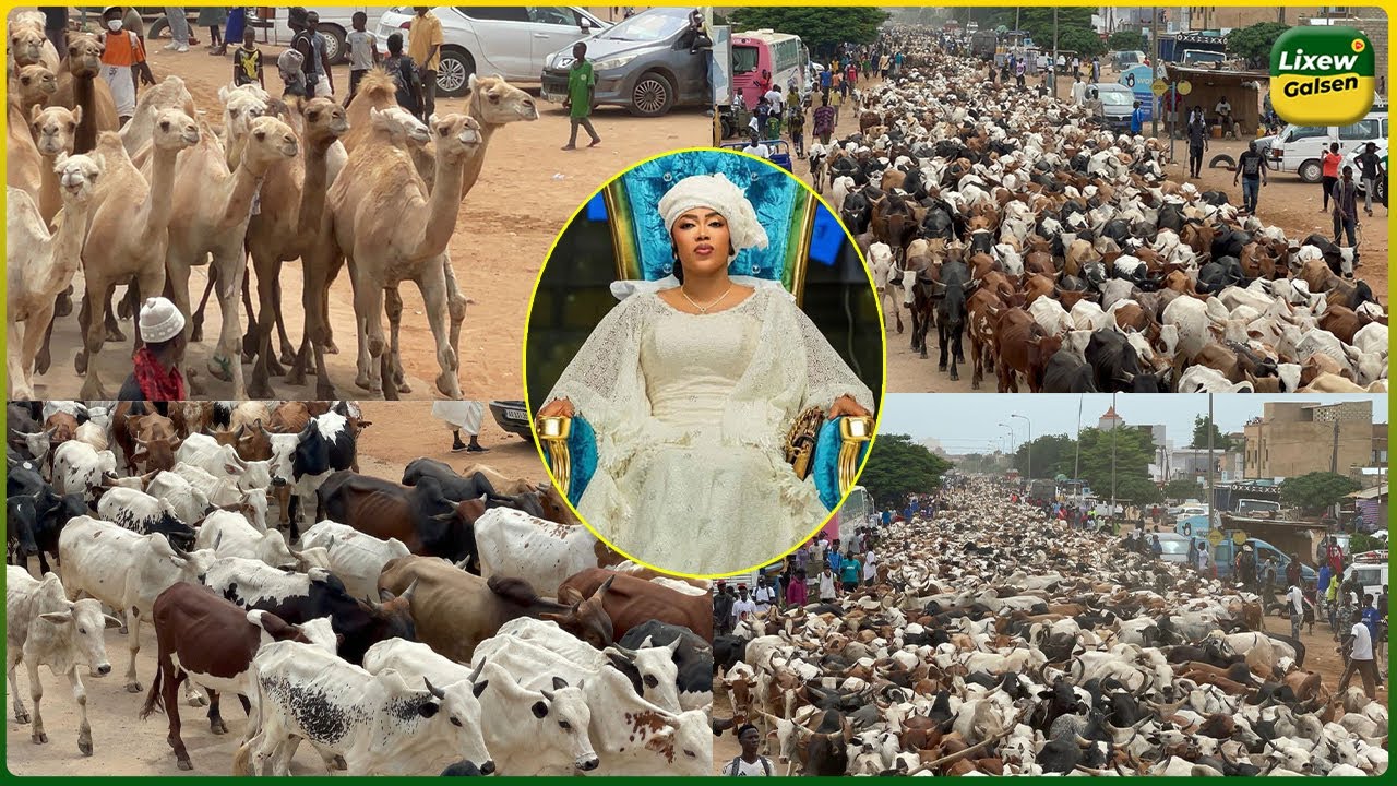 Arrivée impressionnante plus de 10 milles Boeufs et chameaux Chez Sokhna Aida Diallo Thioune pour..