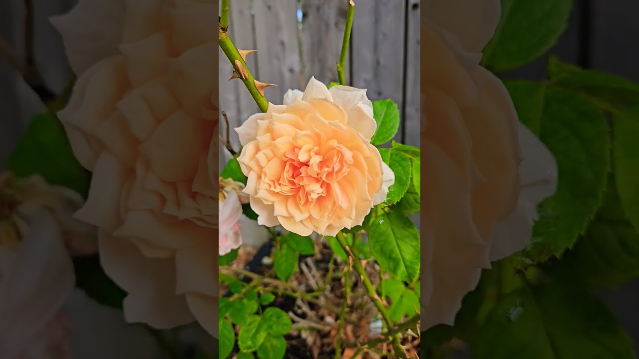 David Austin Roses | Grace 