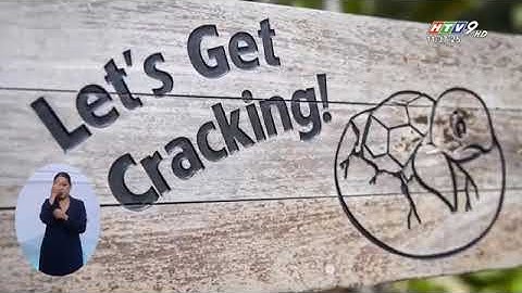 Nỗ Lực Bảo Tồn Rùa Biển của Côn Đảo được Cộng Đồng Quốc Tế Công Nhận