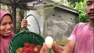 MANTEP! PANEN RAMBUTAN BUAT DIKIRIM! RAMBUTANNYA MANIS MANIS!