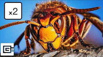 Thumbnail of Murder Hornet But Its Sped Up x2