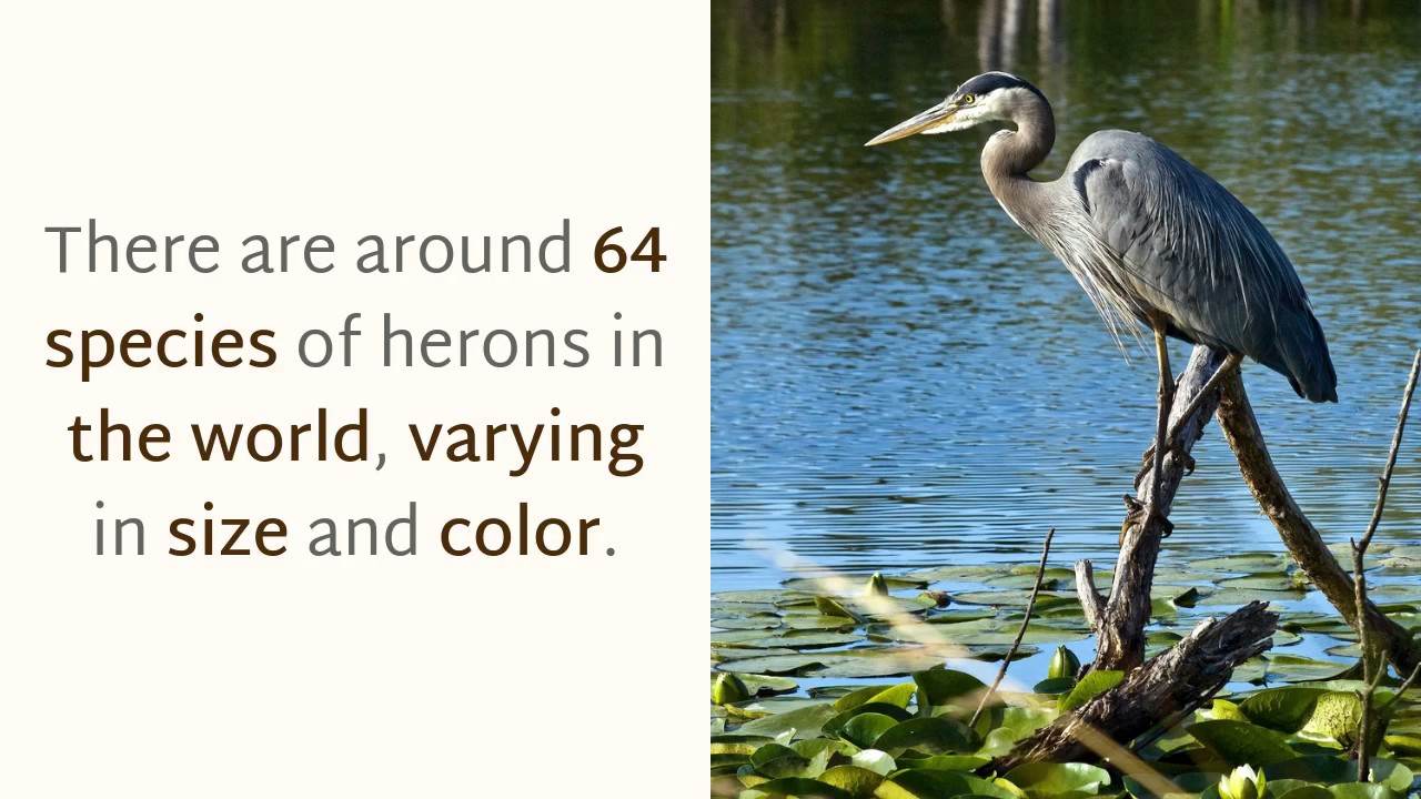 18 Interesting Things You Should Know About Heron YouTube