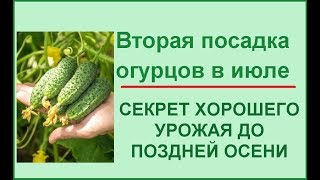 Описание сорта