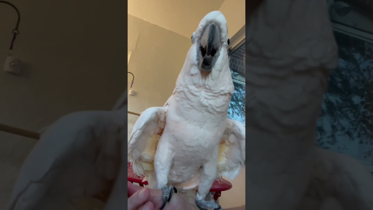 Misha Sings His Heart Out: Moluccan Cockatoo Tells Us 'I'm a Good Bird!'