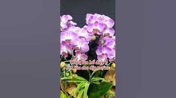 Masterpiece Phalaenopsis Orchid Pot Grafted on Driftwood | Unique October 20th Gift That Will Mak...