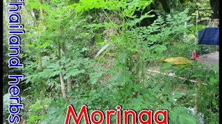 Moringa : The medicinal treatment universal. screenshot 3