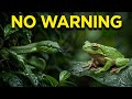 Cold Blood: The Snake’s Strike… No Warning 