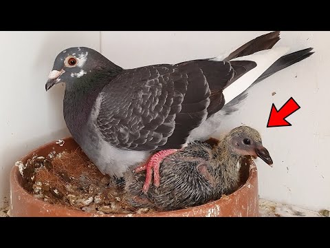 Click to Play Video